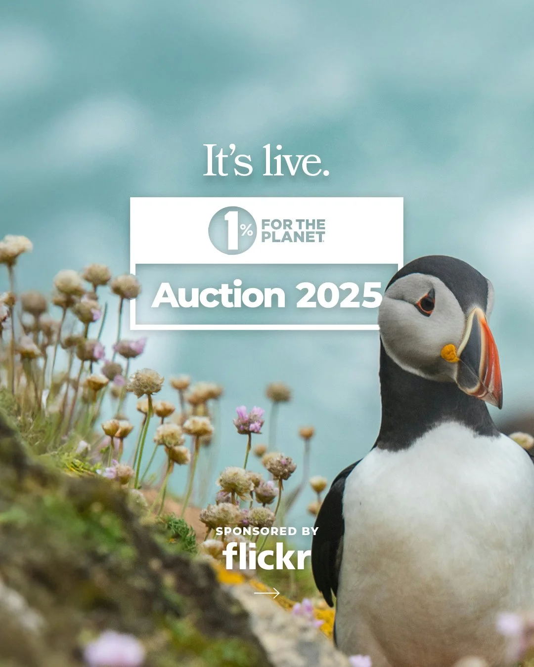 25_Auction_ItsLive_01.jpg