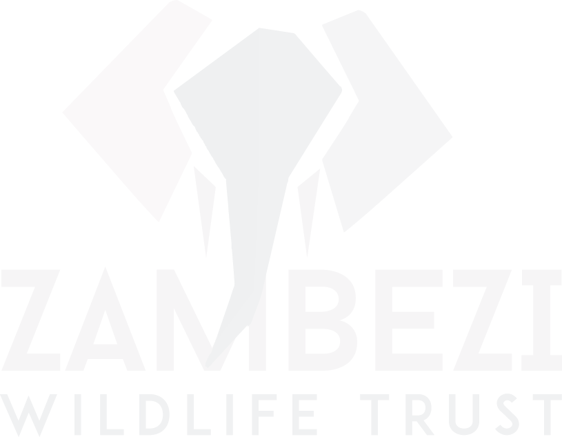 Zambezi Wildlife Trust  (Copy)