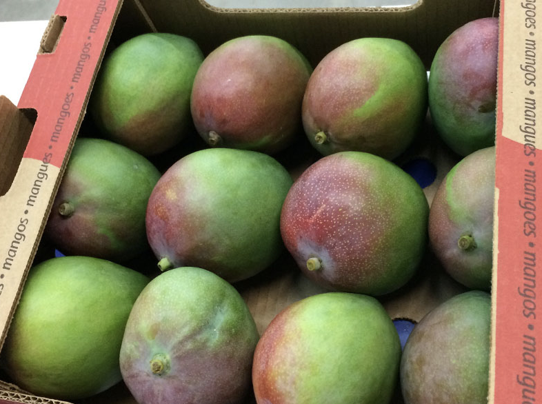 Mango_BioTropic_5.png