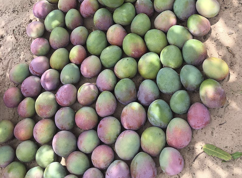 Mango_BioTropic_2.png