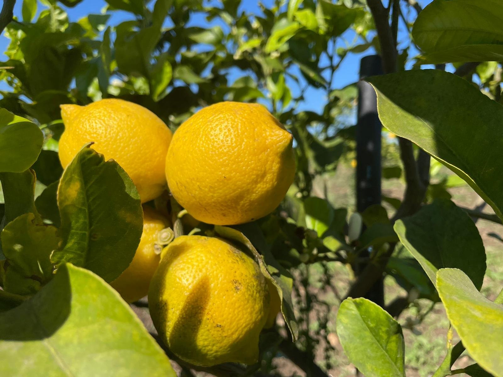 Limone-di-Siracusa.jpeg