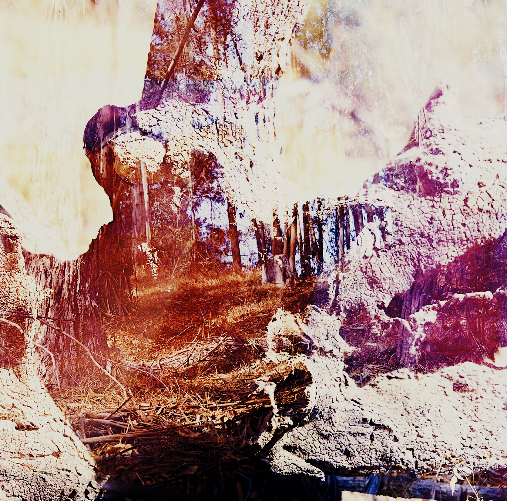 TREES_DEUX 2 copy.png