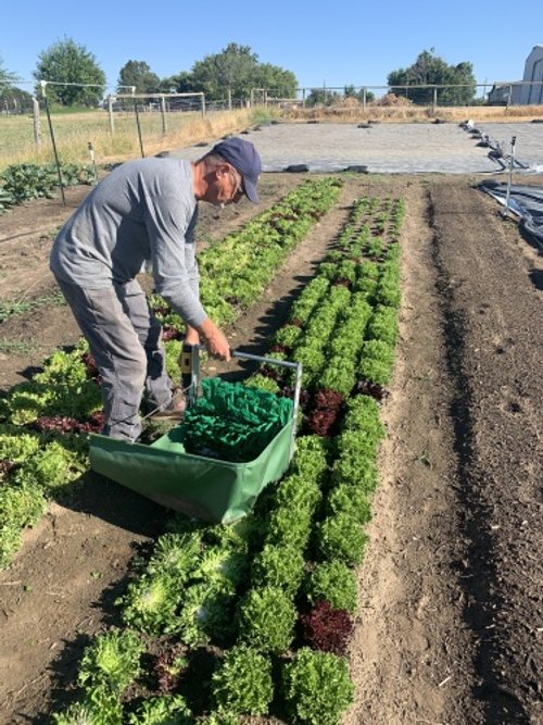 FarmHarvestingSpringMix.jpg