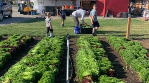 farm lettuce.jpeg