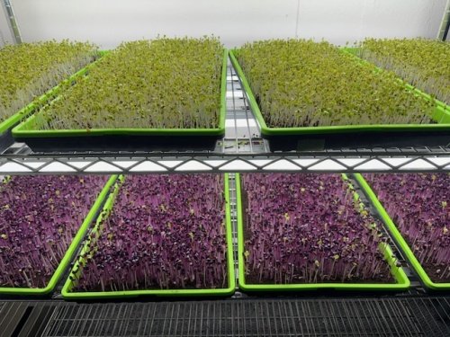MicroGreens.jpg