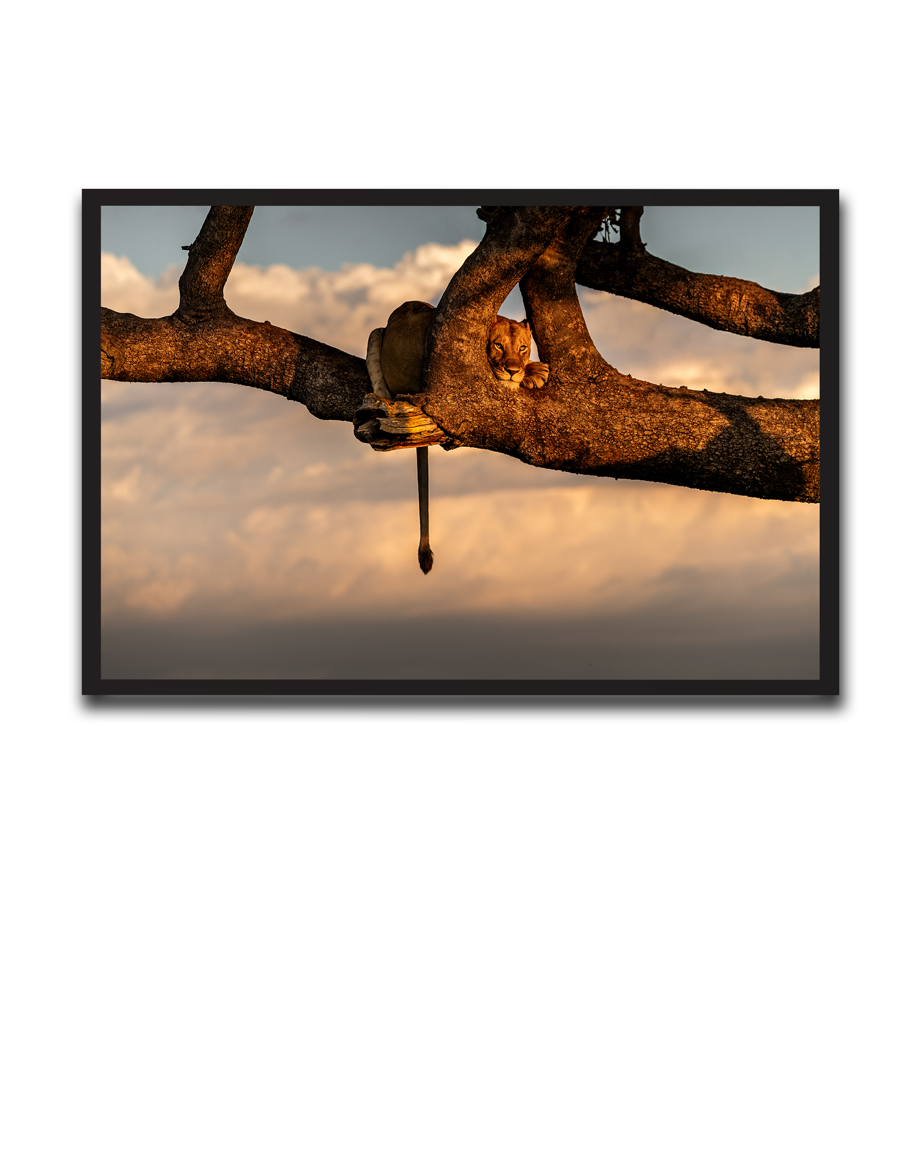 Alvin_Bagnesa_01a01878-87b5-75c0-8b8c-bab2d3ecb829_upscaled copy 15.png