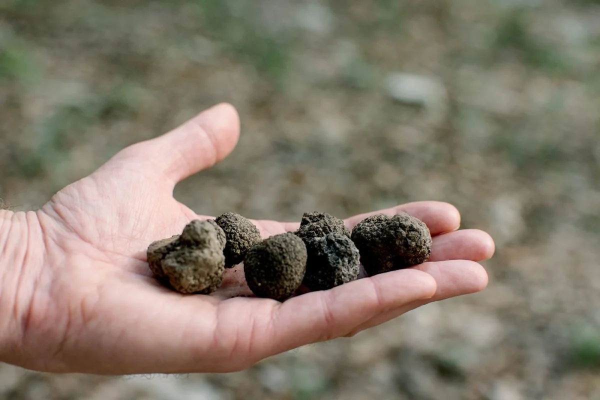 Truffle hunting in the Tuscan hills, a unique, seasonal activity for exclusive corporate events, team retreats, and incentive trips in Italy, organized by FunkyBird Weddings & Events.