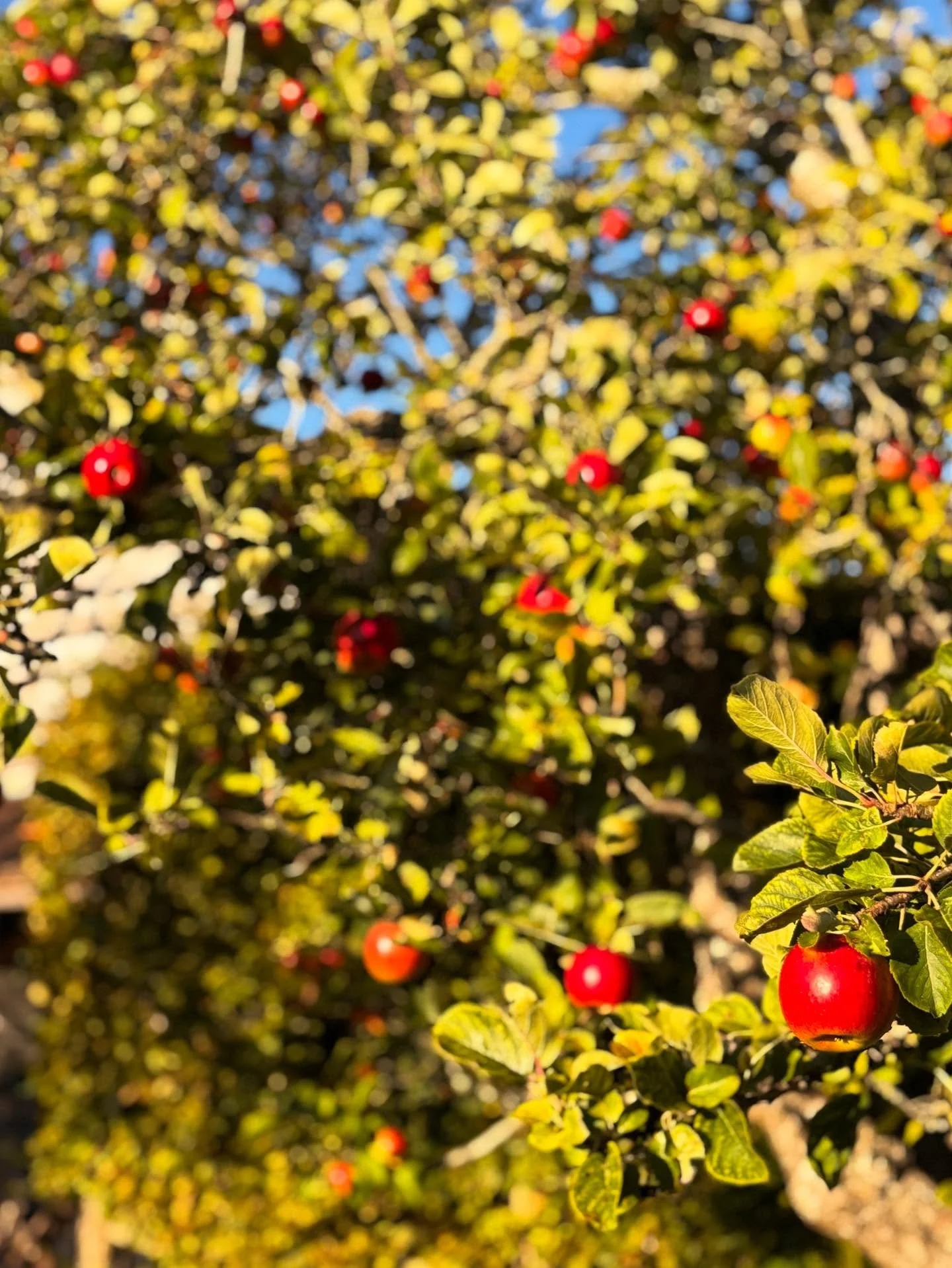 Favourite type of day 🍎🍂☀️