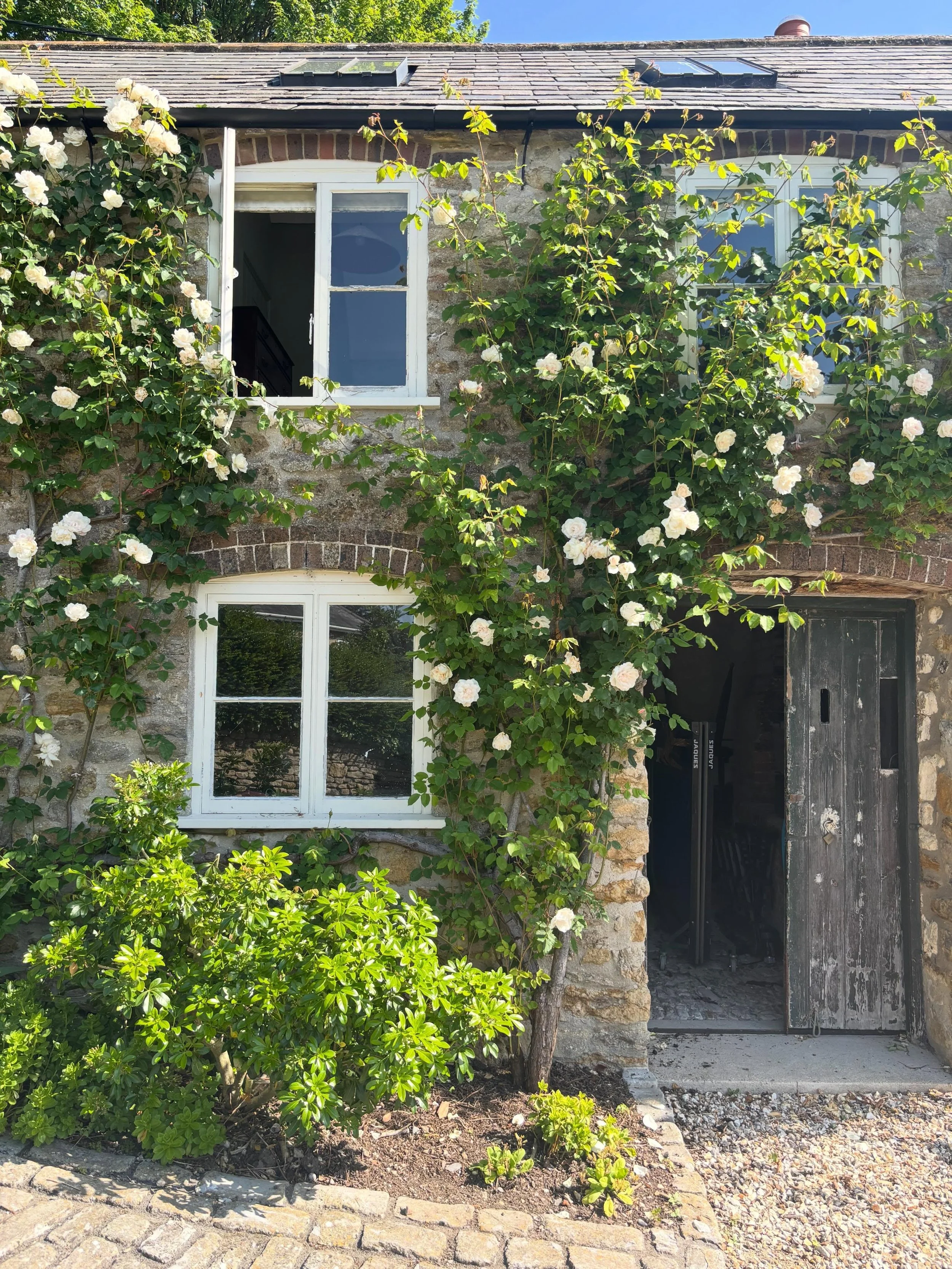 Roses doing there thing on speed this year. They&rsquo;re growing into our bedroom window. Scent of roses in the morning is heaven