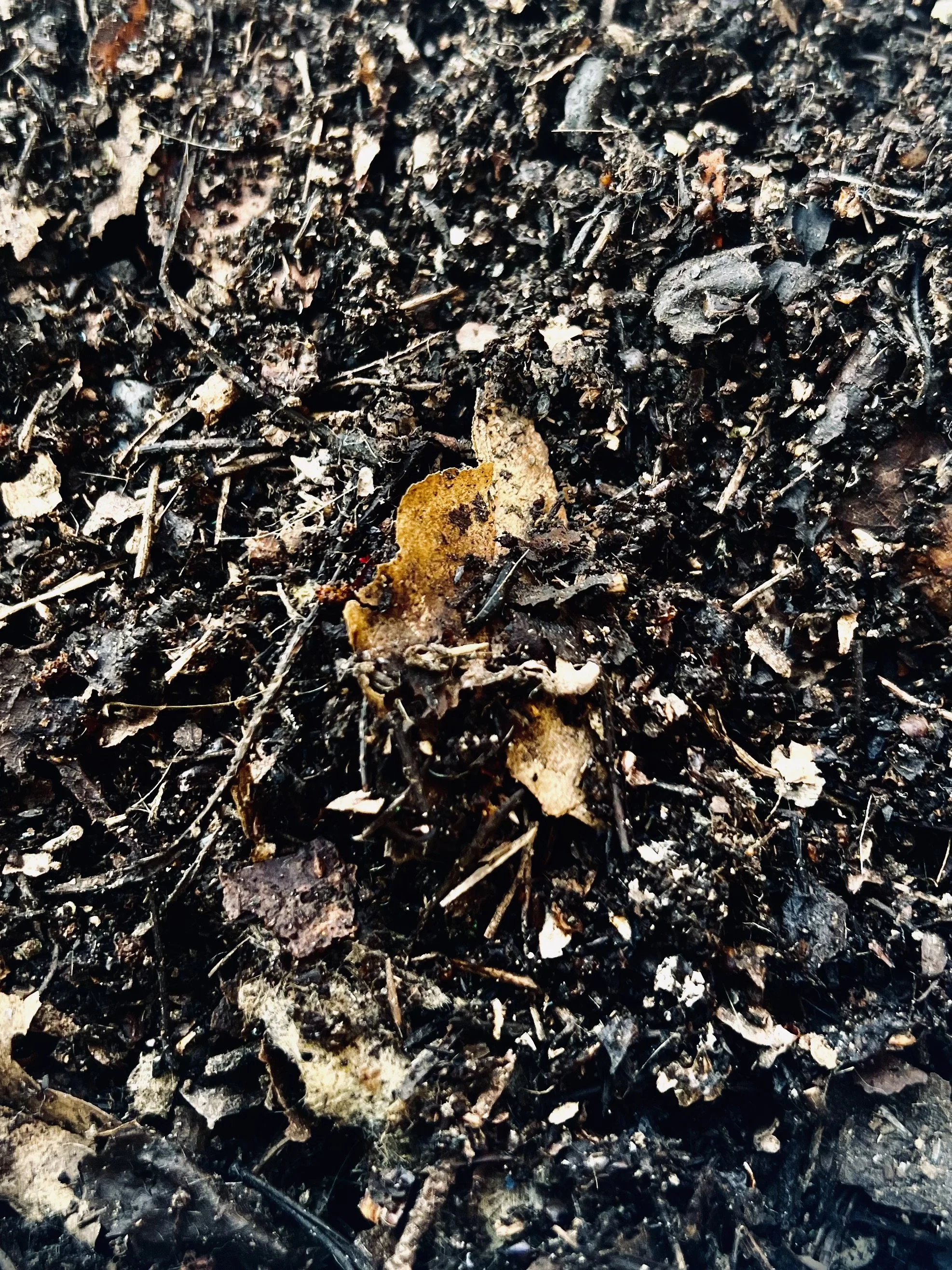 compost, the black gold