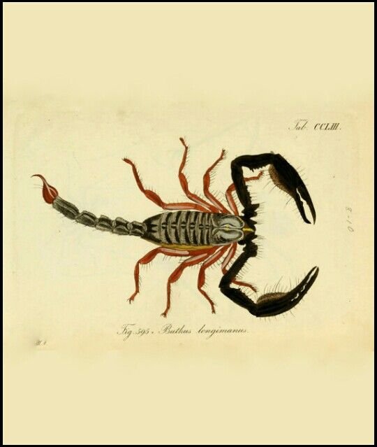 Scorpio Shadows, Level III: Projection-Central