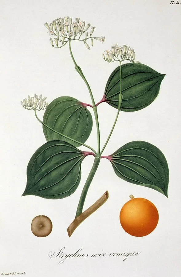 Nux vomica — when you are “over the top,”or rather in a scorpio state of mind