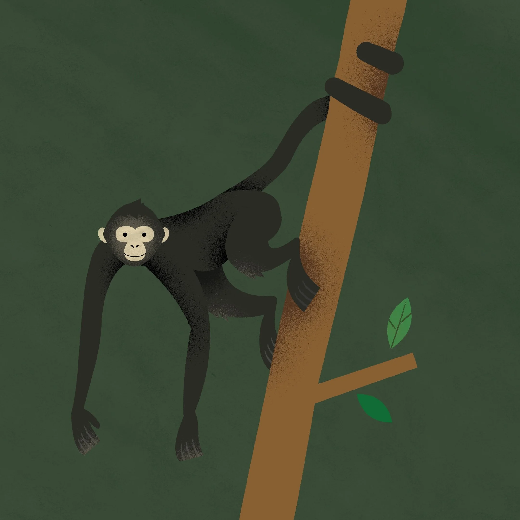 SPIDER MONKEY.jpg