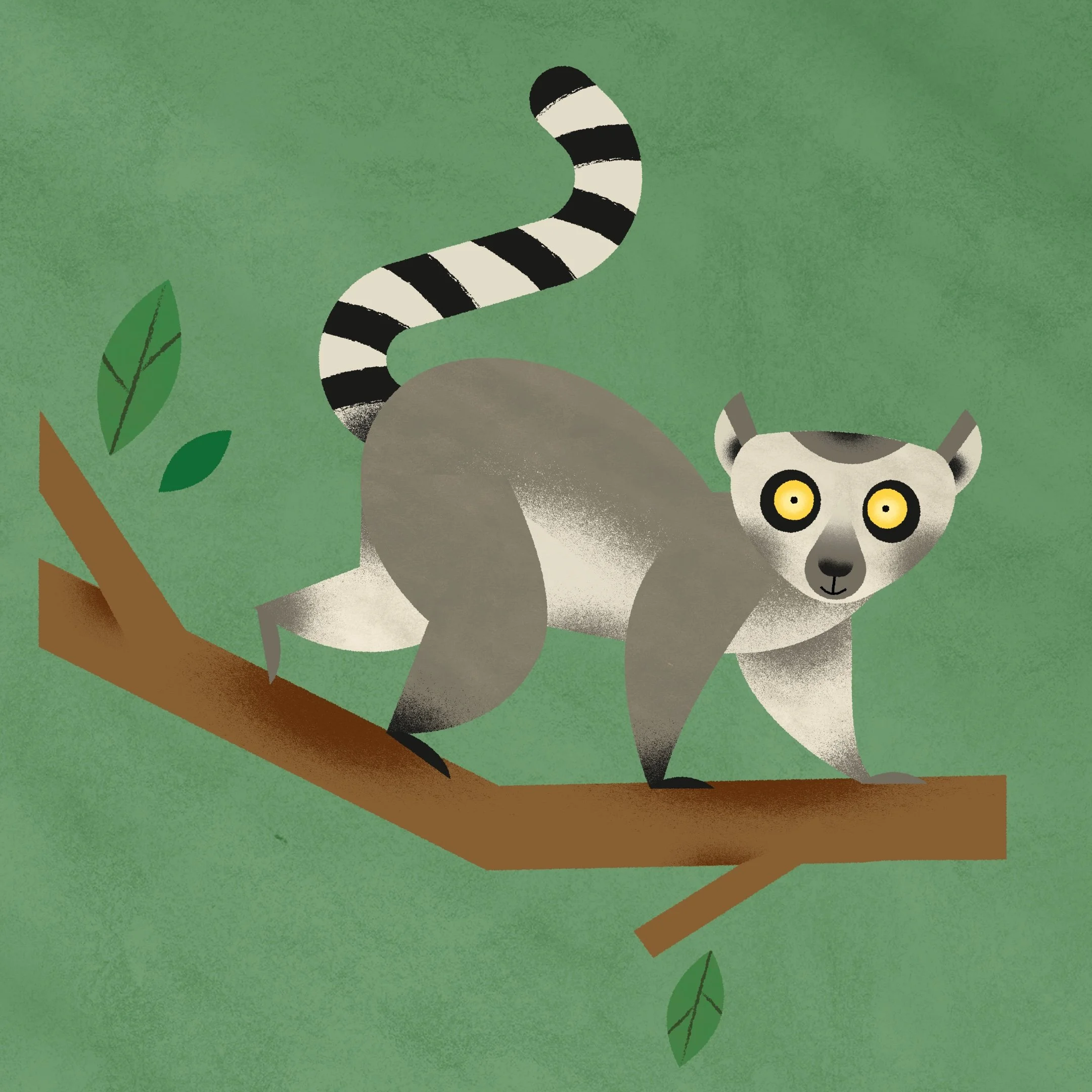 Lemur.jpg