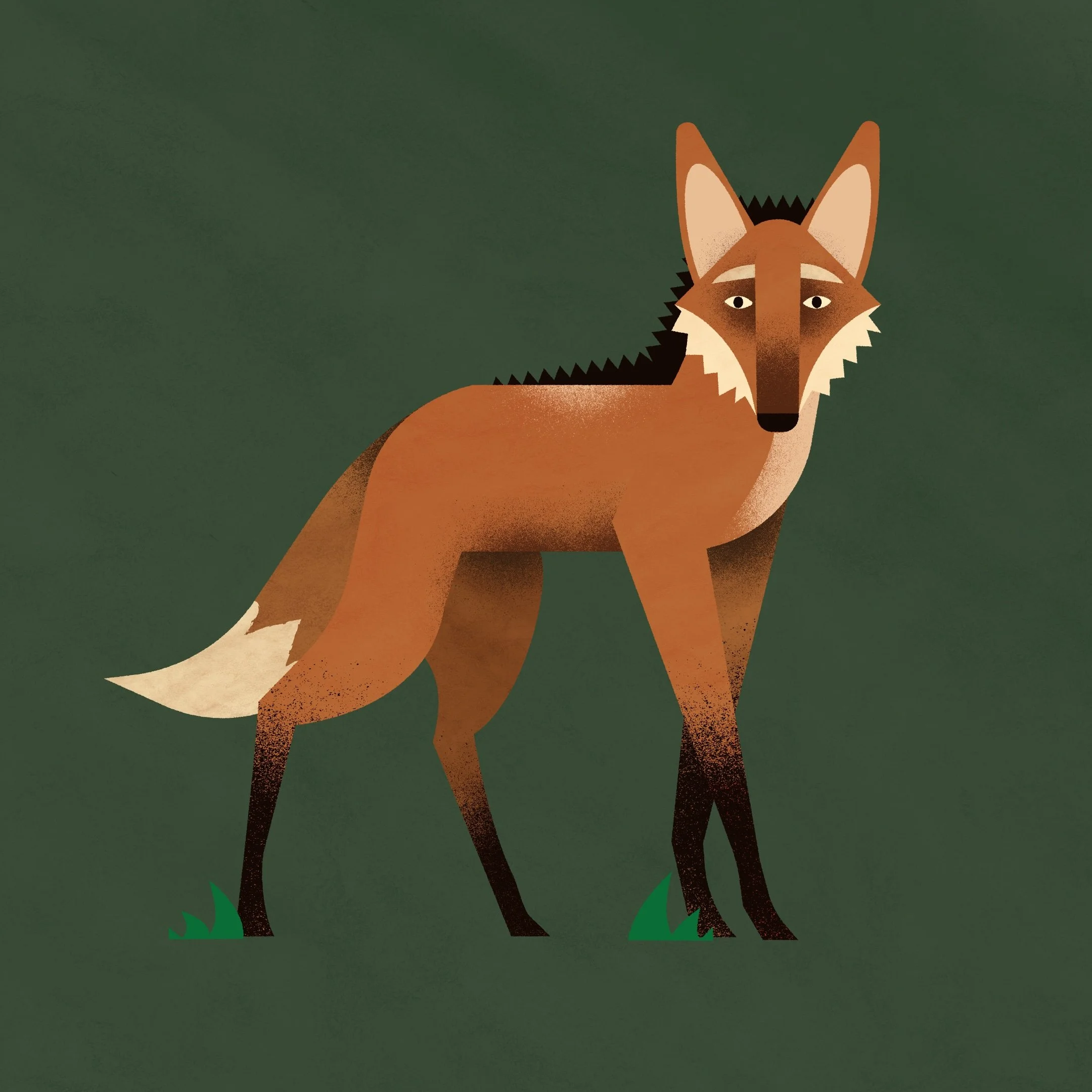 maned wolf.jpg