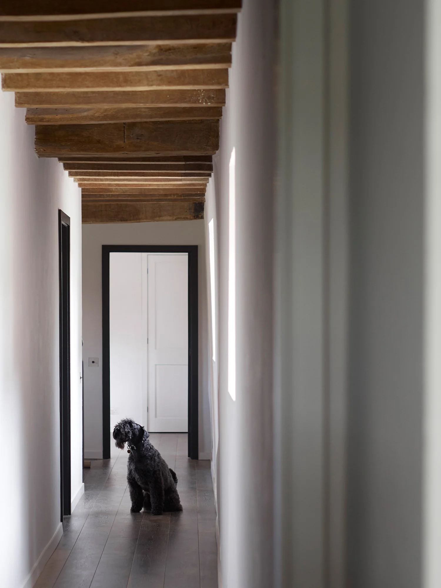 A black dog sitting in a narrow hallway with wooden ceiling beams, white walls, and a white door at the end, illuminated by natural light from windows on the right.