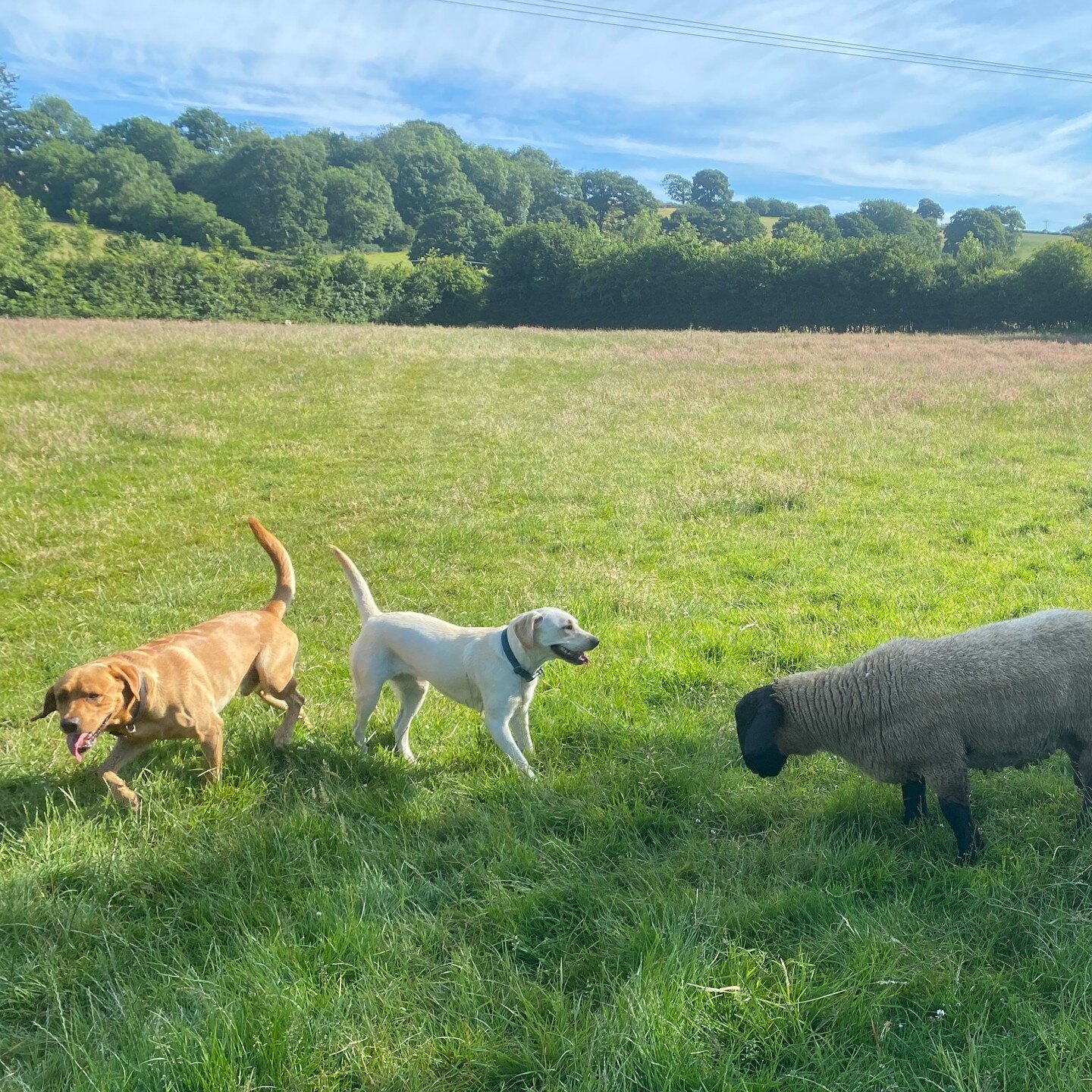 2 Labs, 2 Suffolks, &amp; 2 Pygmys on a summers day

#camping #wales #farm #animals #powys #getoutwiththekids