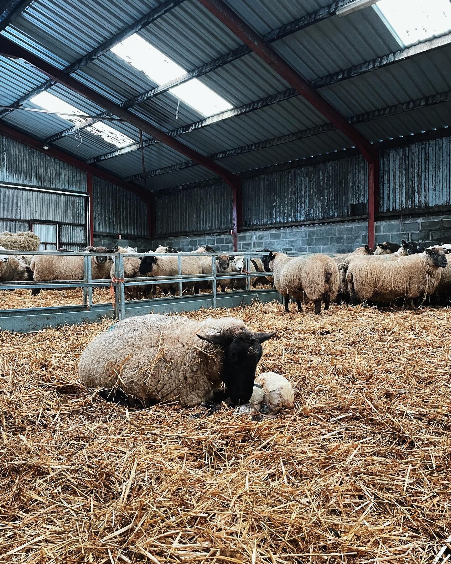 The first lambs arriving, spring is just around the corner 🐑