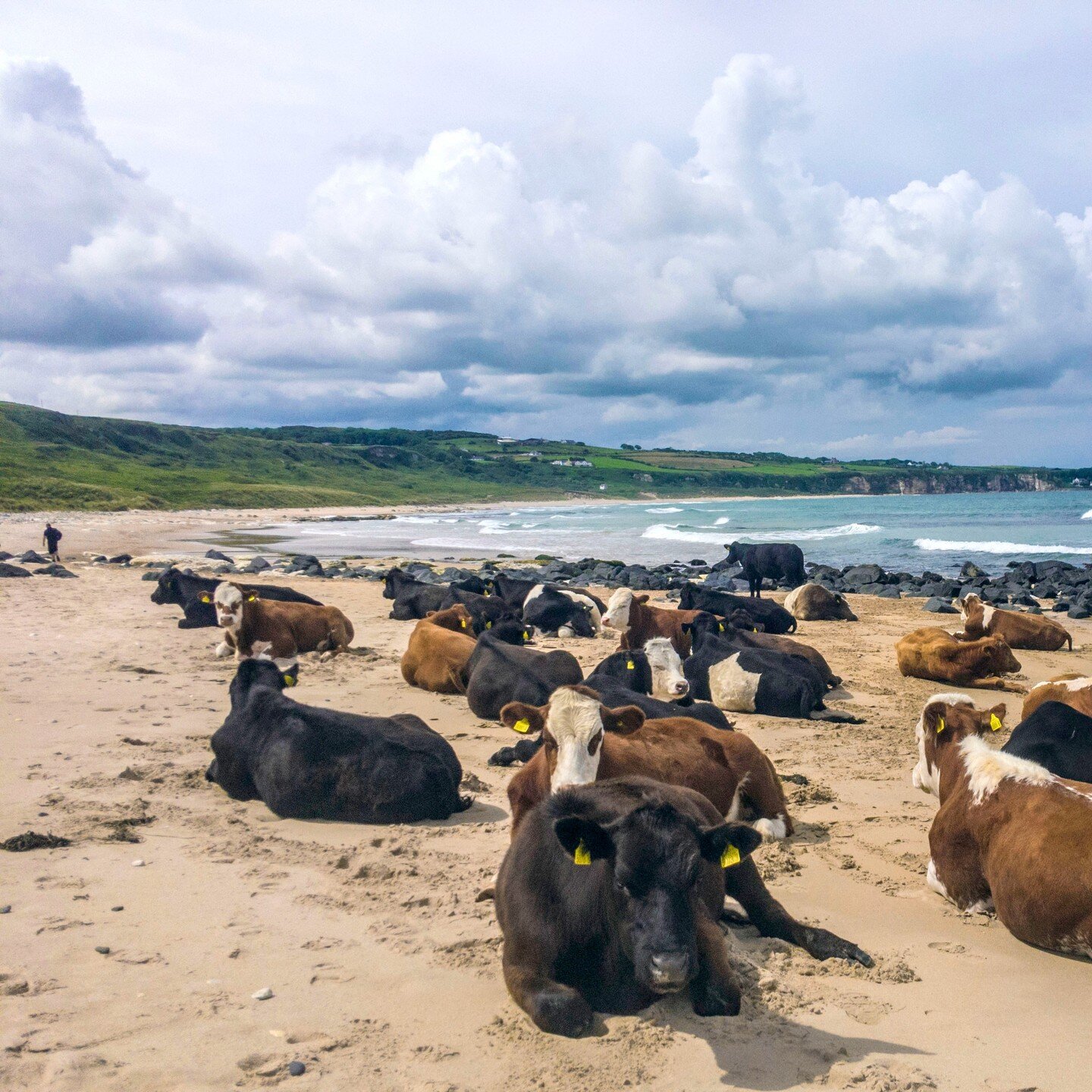 Escape to the stunning Isle Cottage at the Causeway Coast for a perfect holiday getaway! Wake up to the breathtaking views of Whitepark Bay and spend your days exploring the beautiful countryside. Don't be surprised if you spot some friendly cows gra