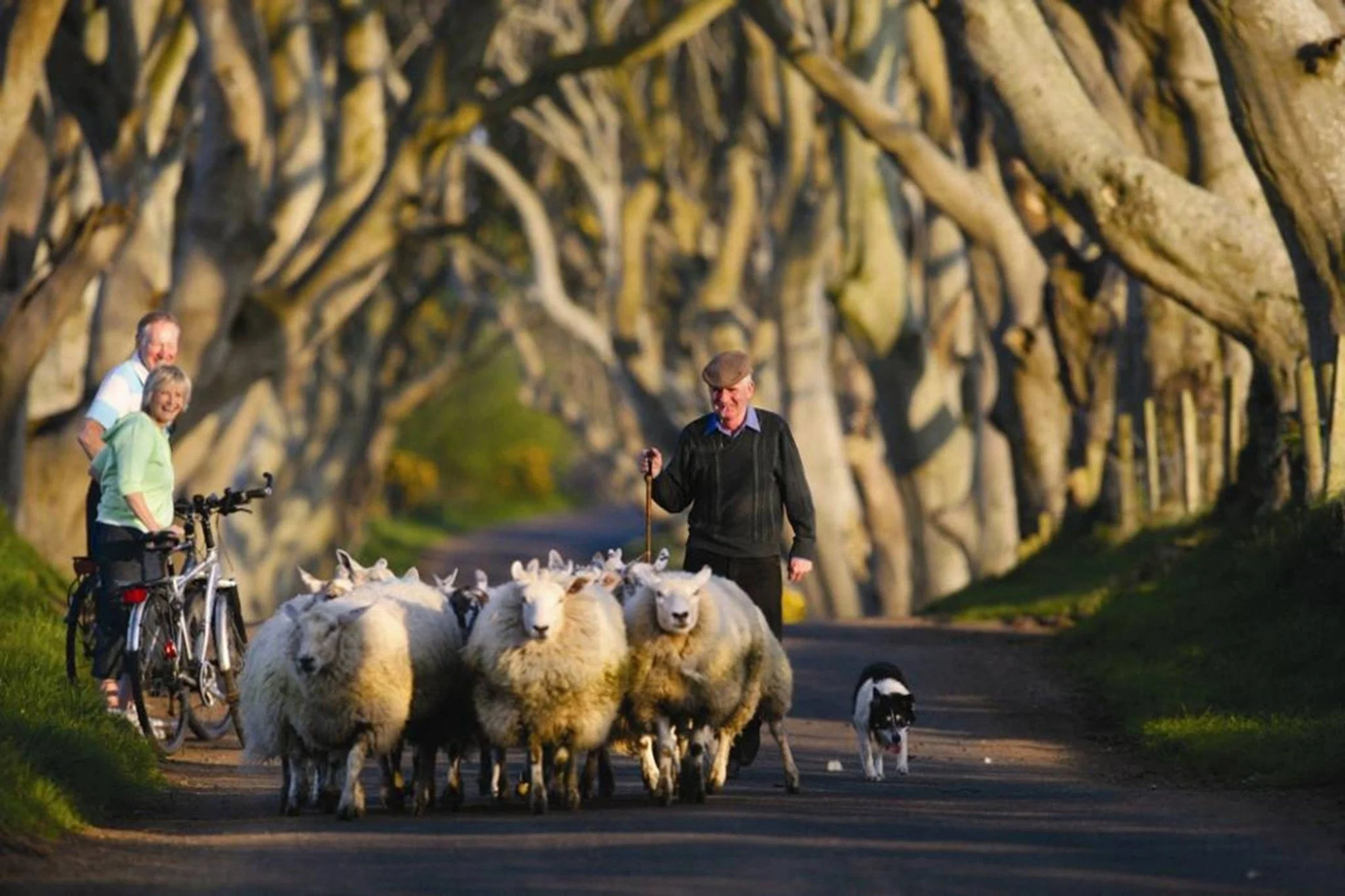The Dark Hedges is a magical avenue of ancient beech trees, their twisted branches forming a natural cathedral overhead. Featured in Game of Thrones. Whether bathed in golden sunlight or cloaked in mist, The Dark Hedges promises an unforgettable expe