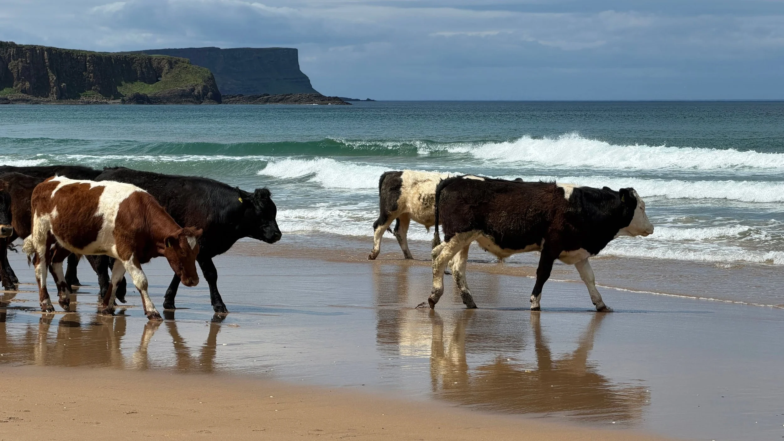 Only in Ireland and White Park Bay Beach do you often come across 'cows' strolling along the beach on a Sunny day. It makes the walk much more interesting!