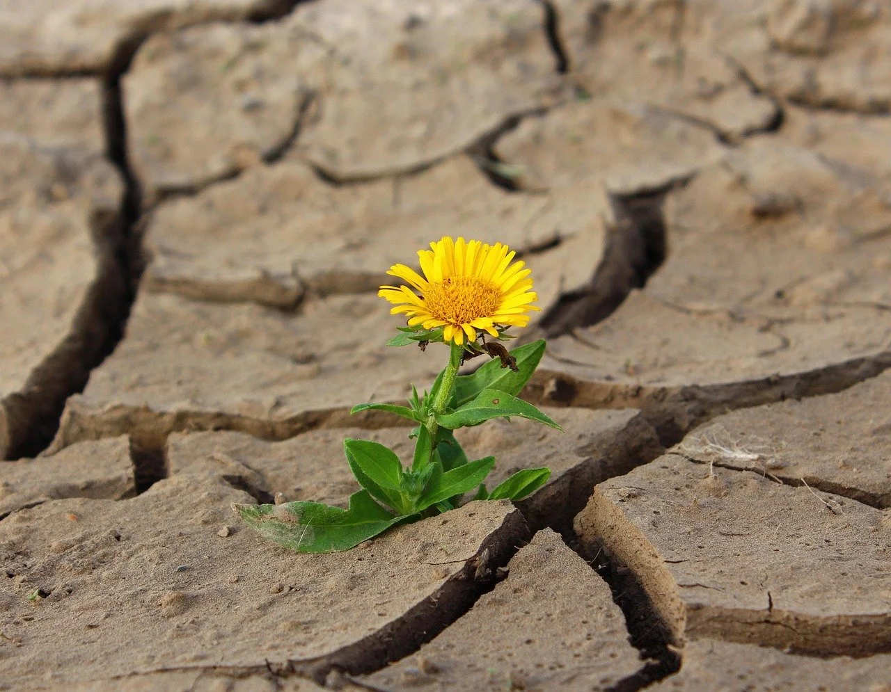A flower blossoming through cement cracks, showing resilience.