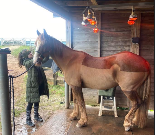 Flaxen chestnut horse enjoying a head massage under the heat lamps