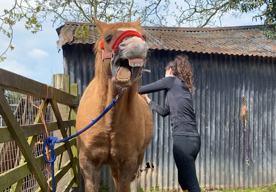 Chestnut horse yawning during a massage