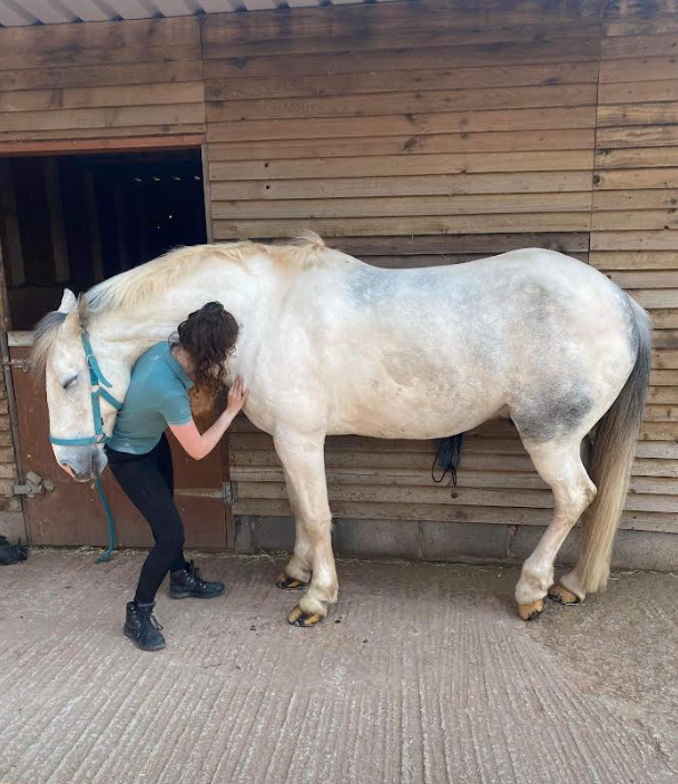 A photo of a sleepy grey horse enjoying his massage