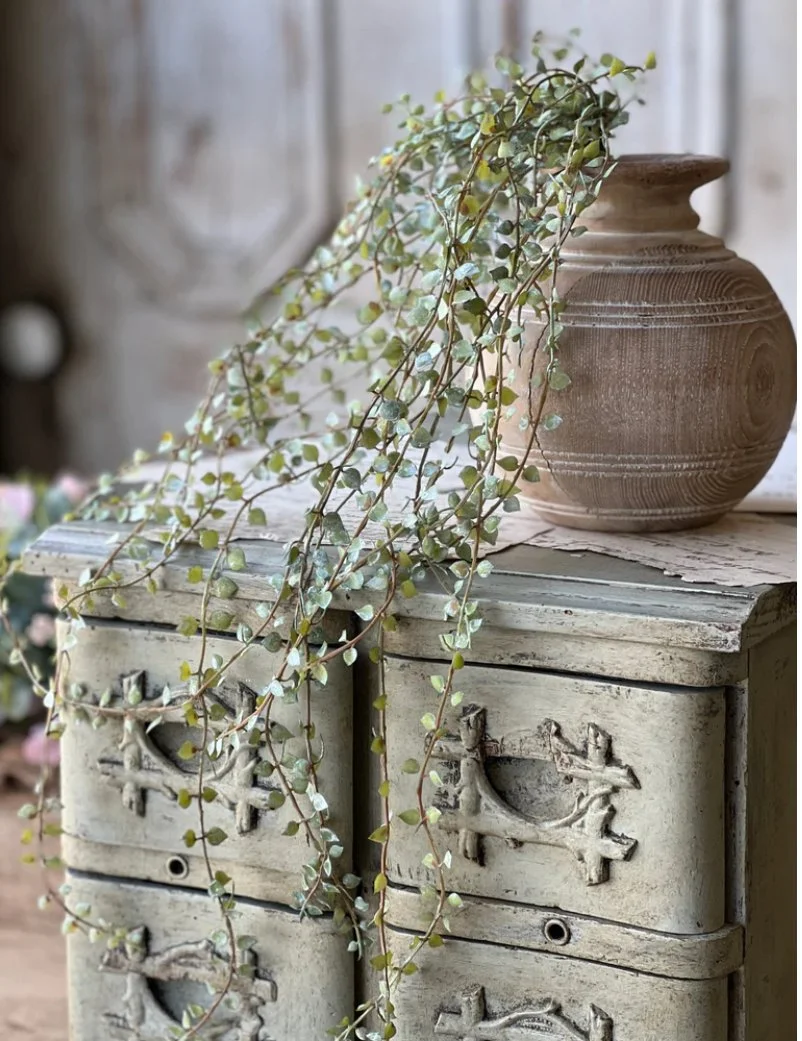 Trailing Dew Leaf Vine