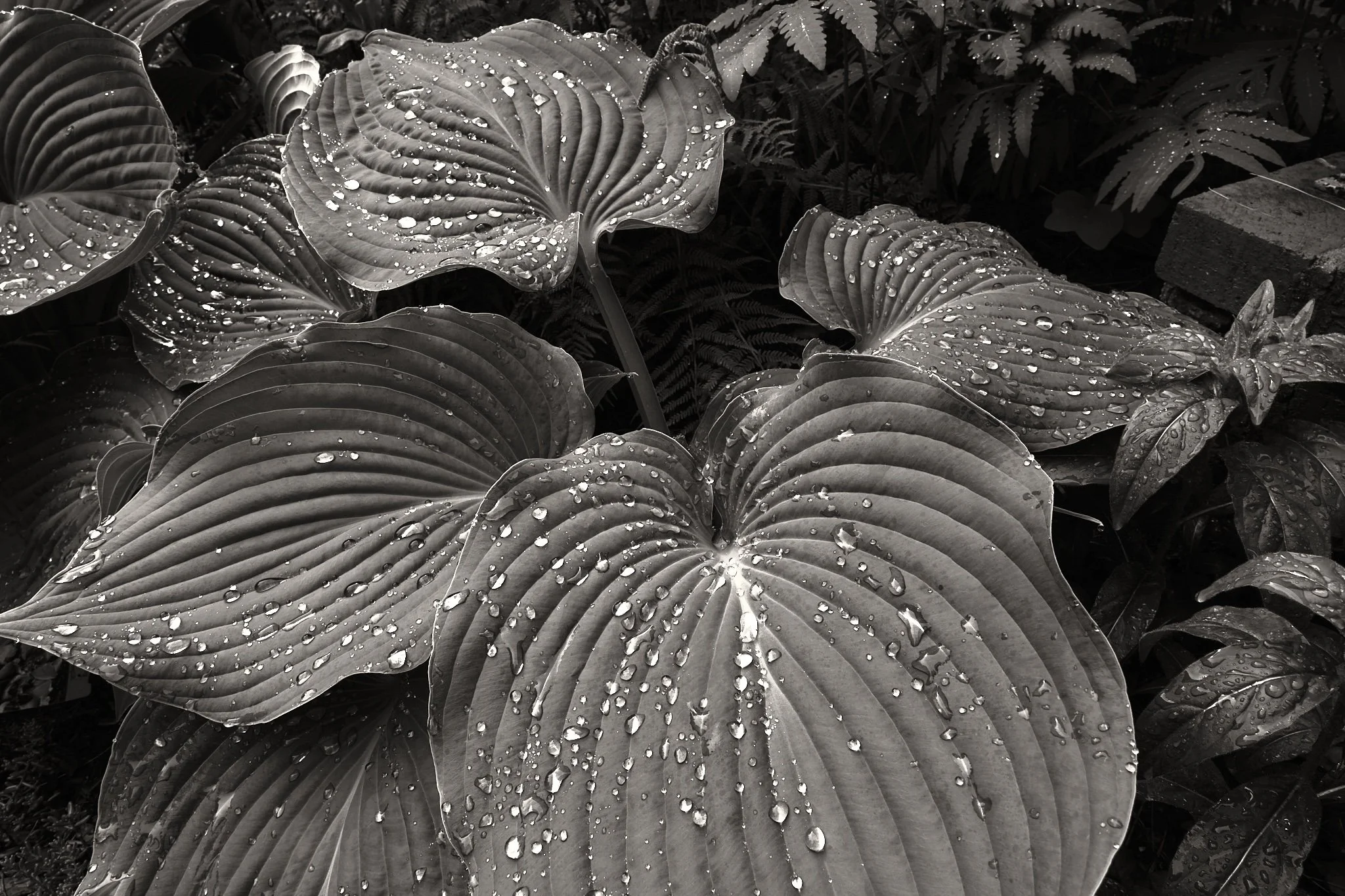 Plants