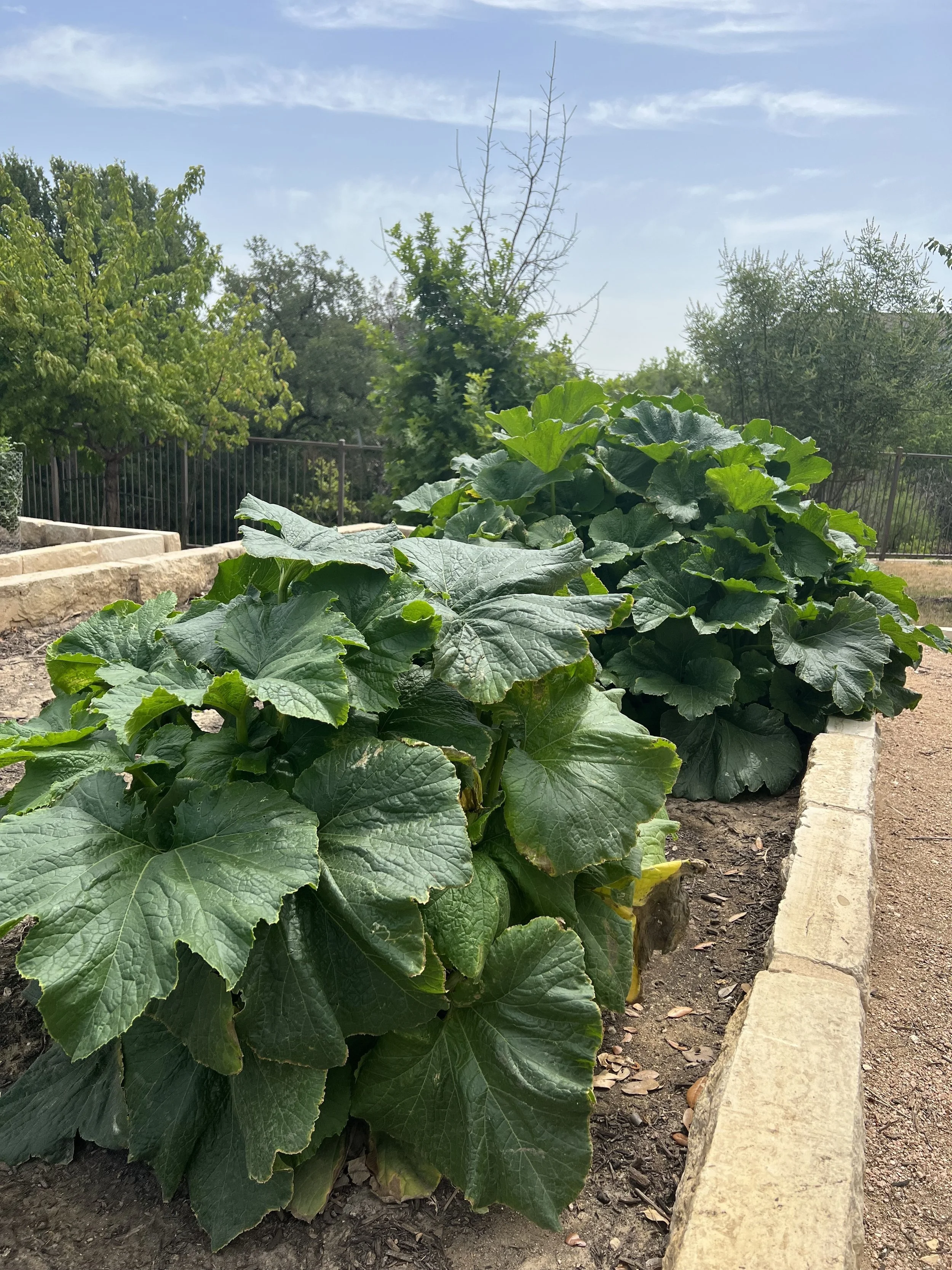 Beautiful and Bountiful - Apartment Events that Grow Community.jpg