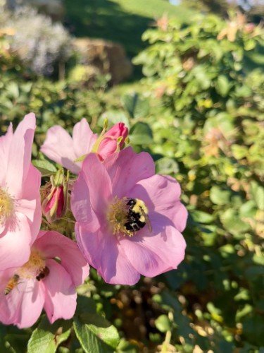 Stock+Photo+Honey+Bee+Petunias+(1).jpeg