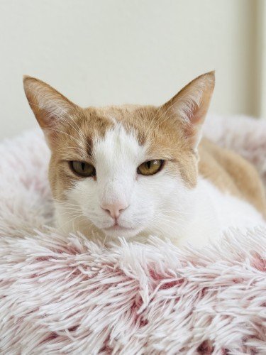 Stock+Photo+Fuzzy+Cat+Bed+(1).jpeg