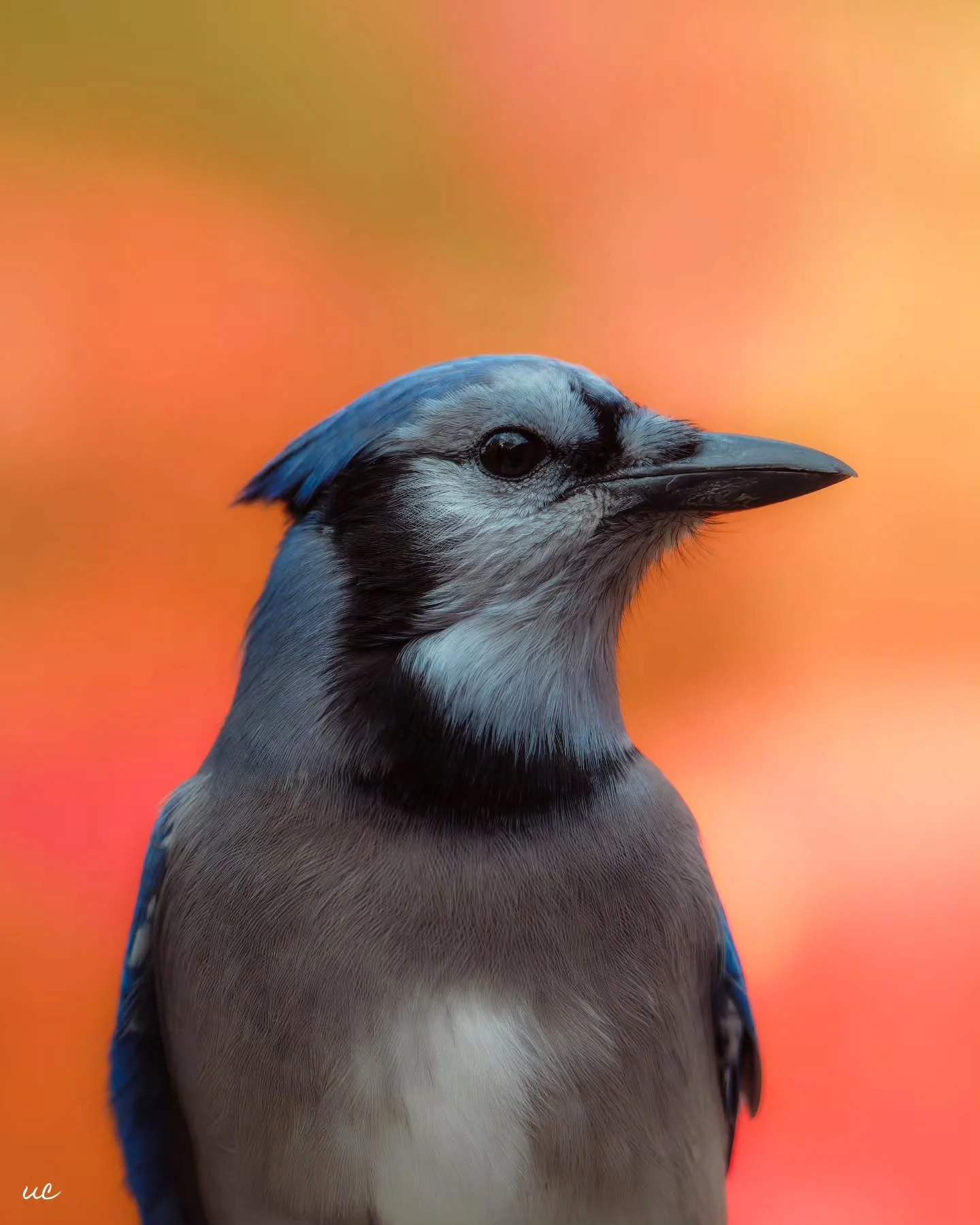 🍁 Blue Jay Fall Portrait and scenes from St. John&rsquo;s in full fall colour

#FallInStJohns #Newfoundland #BlueJay #Z8 #AutumnVibes #NaturePhotography #nikonz