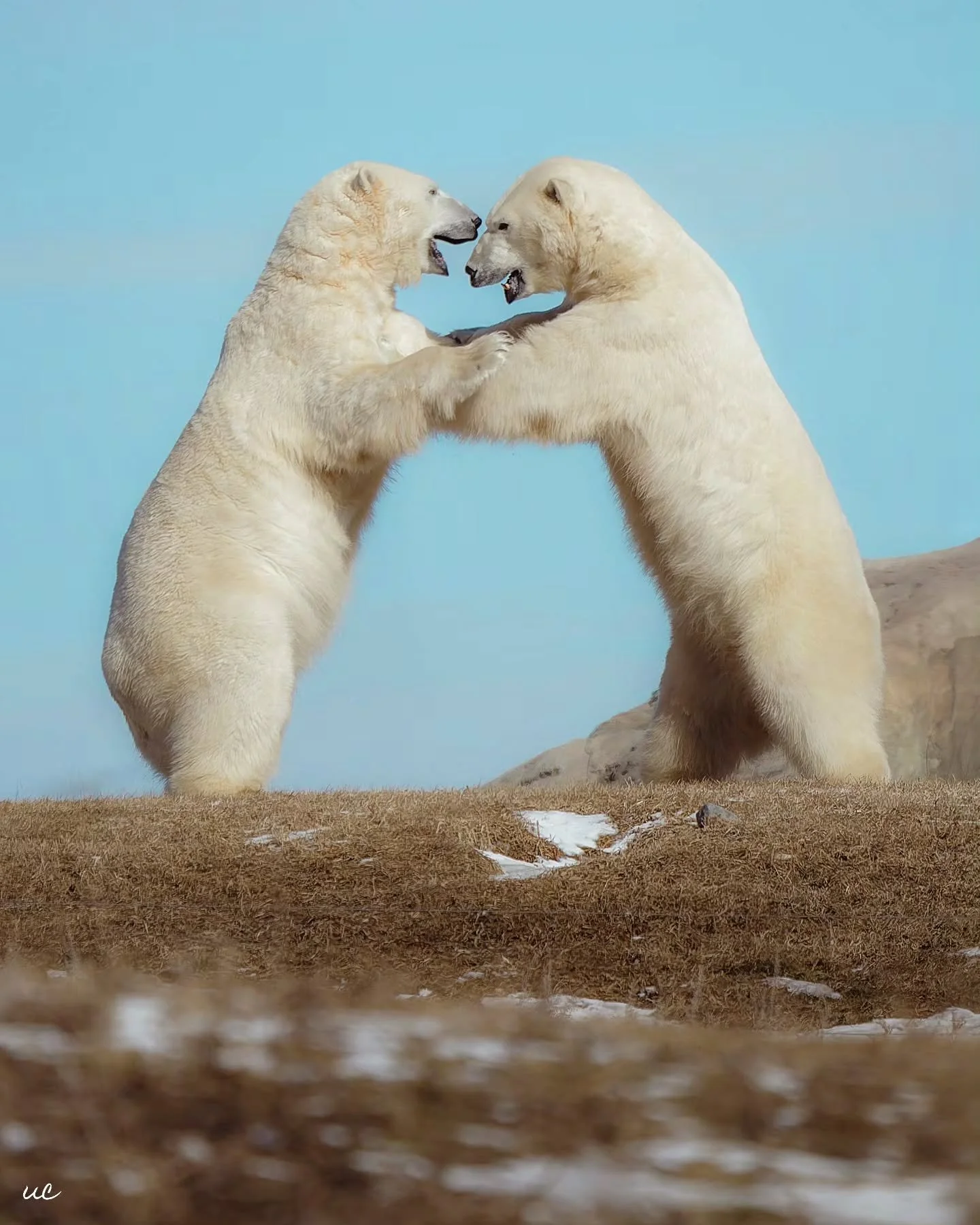 It's International Polar Bear Day today and it's just a casual afternoon chat at the @assiniboineparkzoo 🐻&zwj;❄️💬

Beyond being an incredible place to see these giants up close, the Assiniboine Park Zoo is home to the Leatherdale International Pol