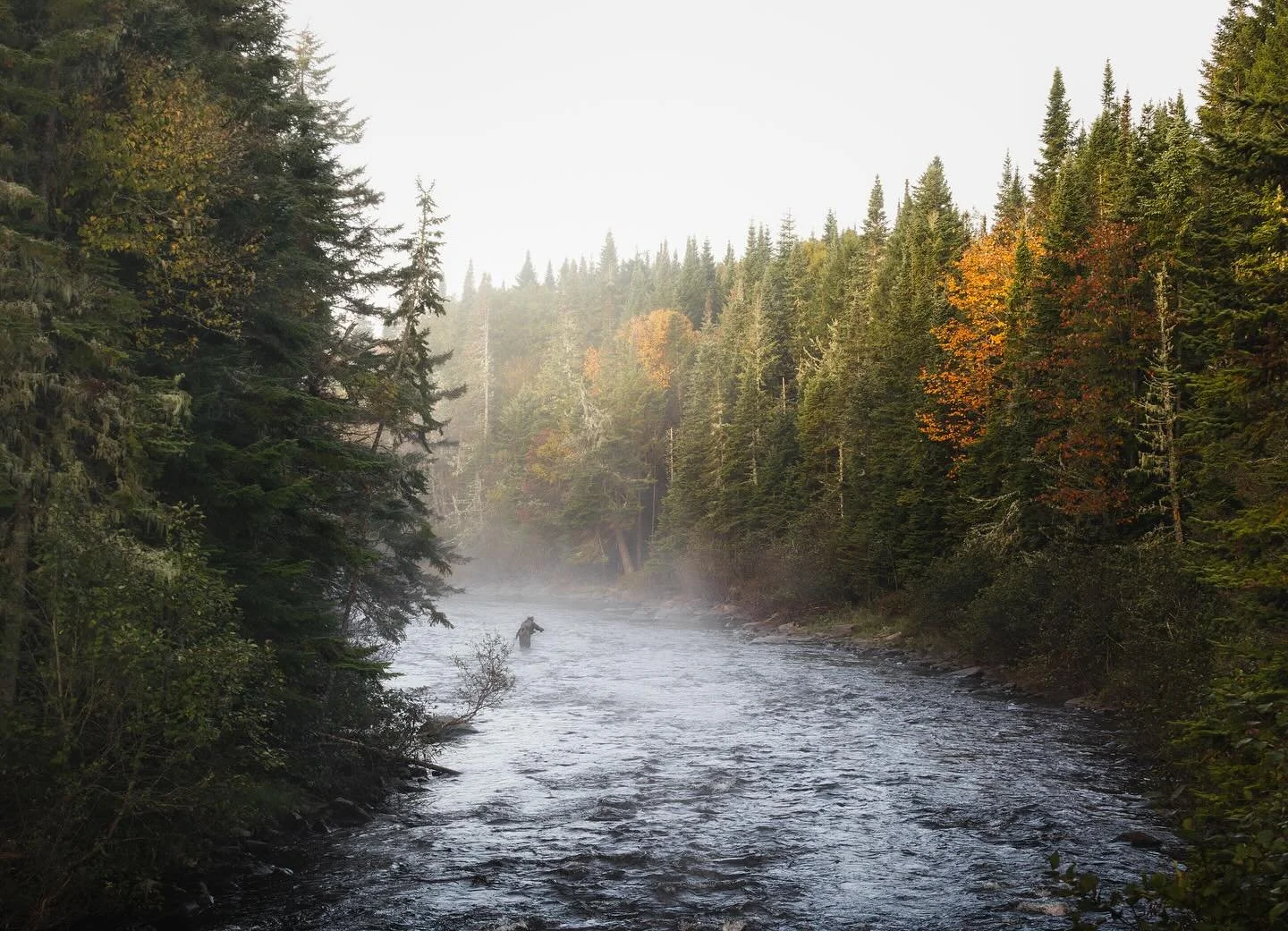 The Great North Woods of New Hampshire always provides. Consistently in awe of the beauty of this area and already planning on spending much more time up there next summer 🫎

Saw a moose thanks to @jackalachphoto looking behind me as we were about t