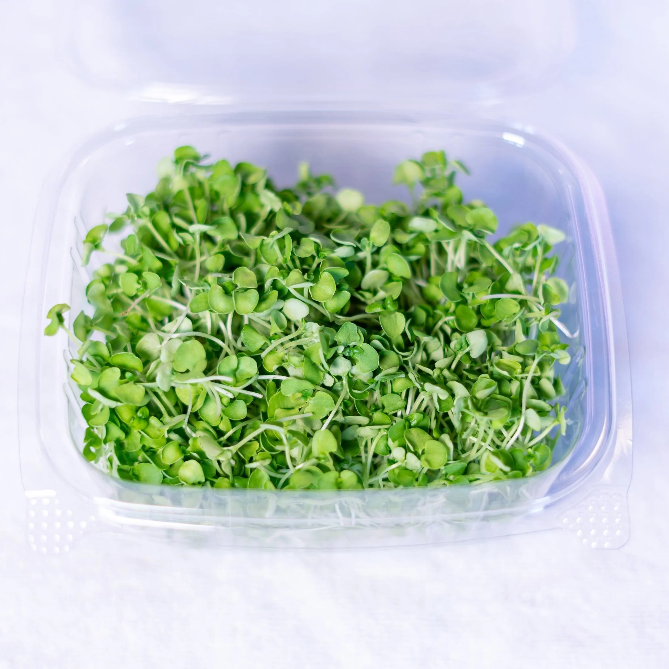 Genovese Basil - Specialty Variety