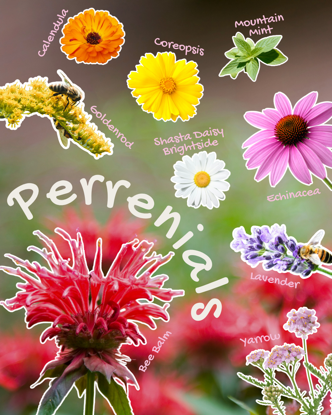 1Perrenials.png