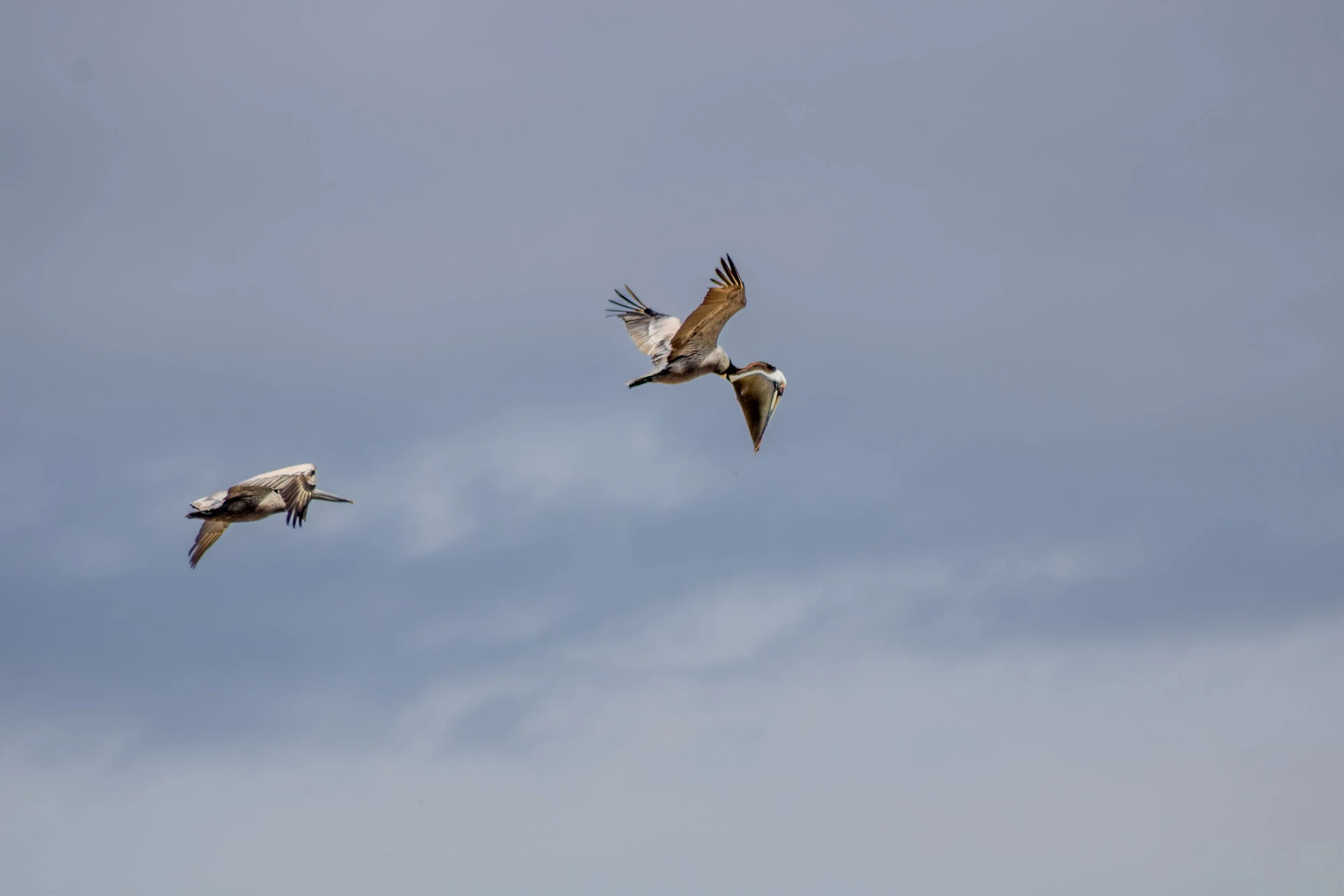 adult brown pelican