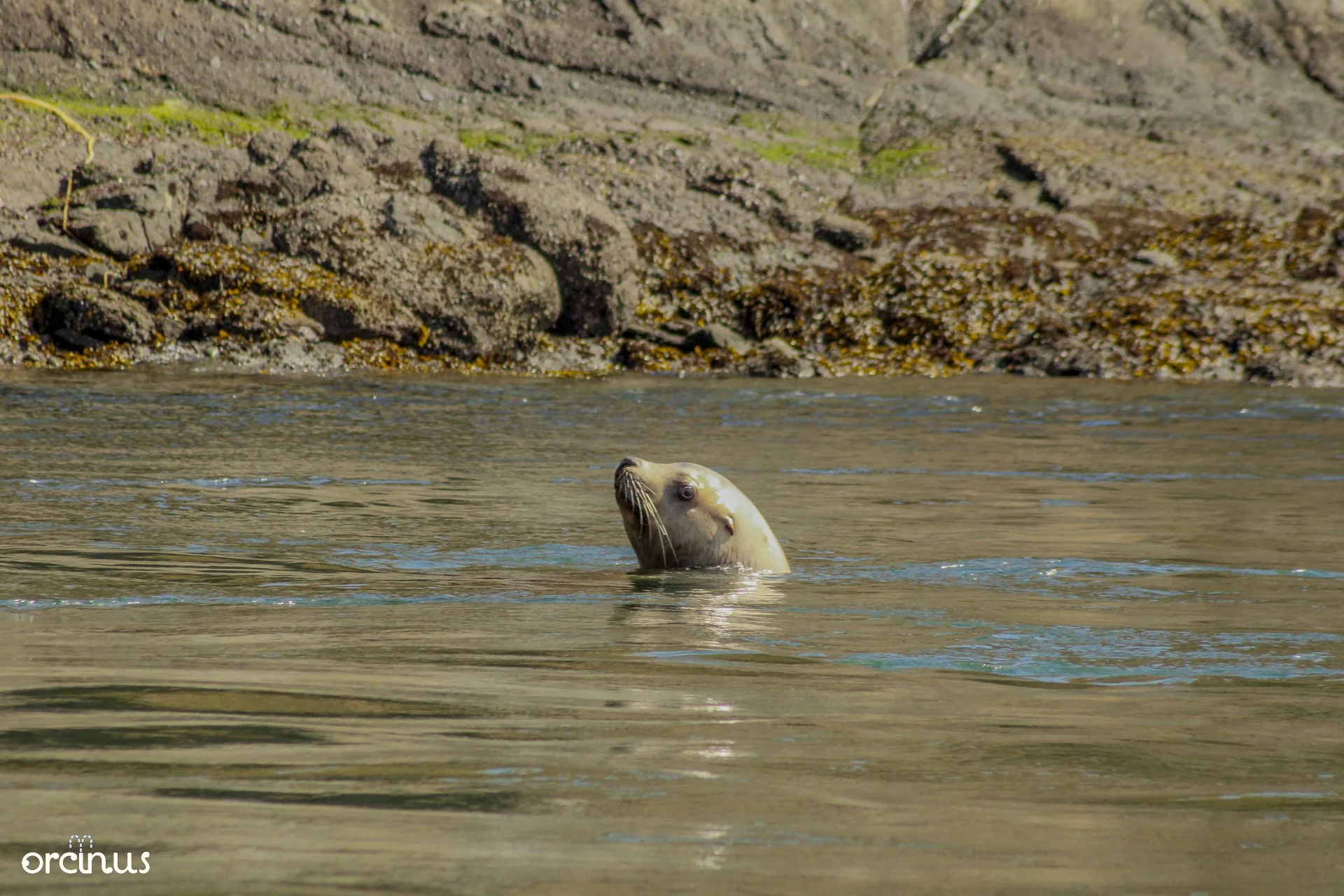  4.19.25 
 
stellar's sea lion
 
san jan, wa
