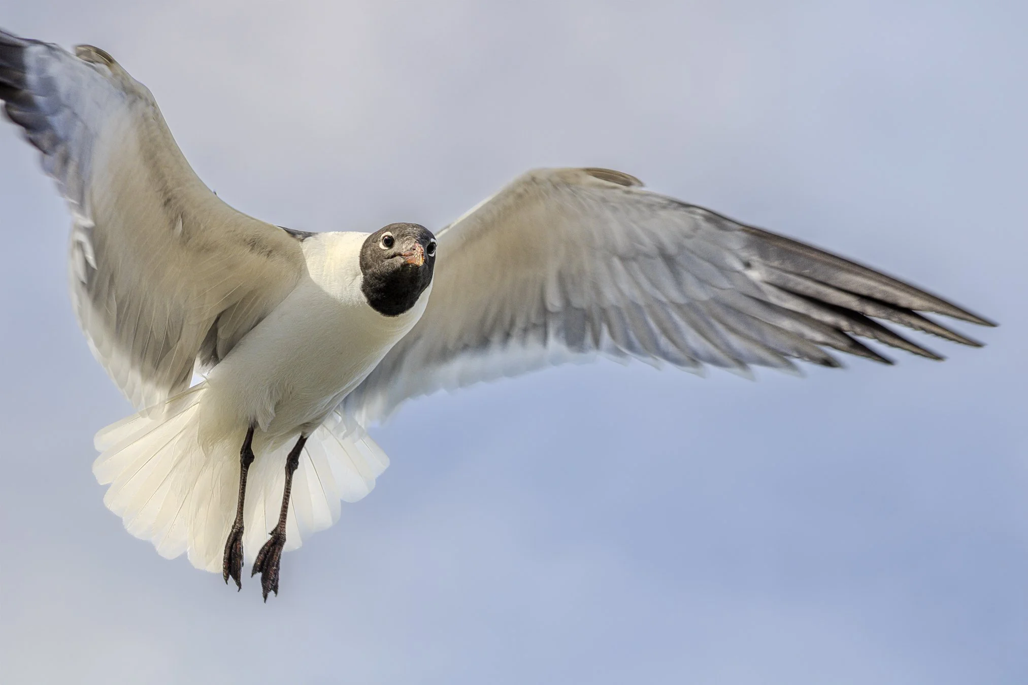 6.13.26
 
laughing gull