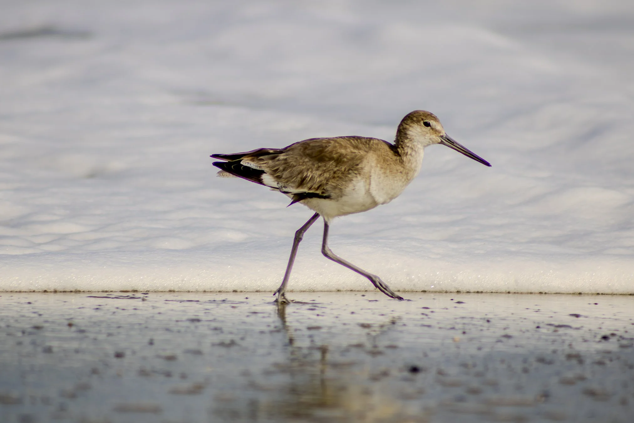 strutting his stuff. 