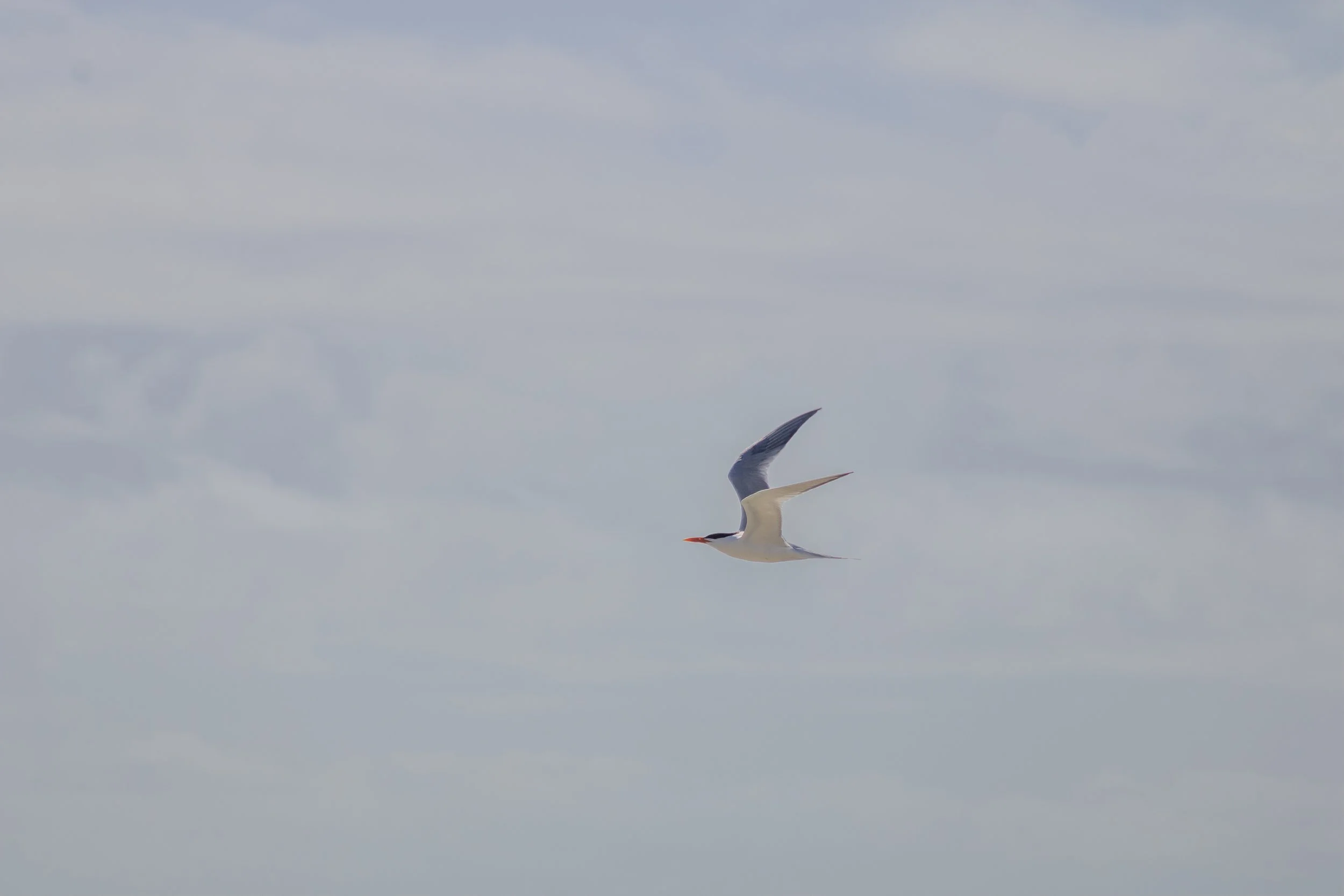 royal tern