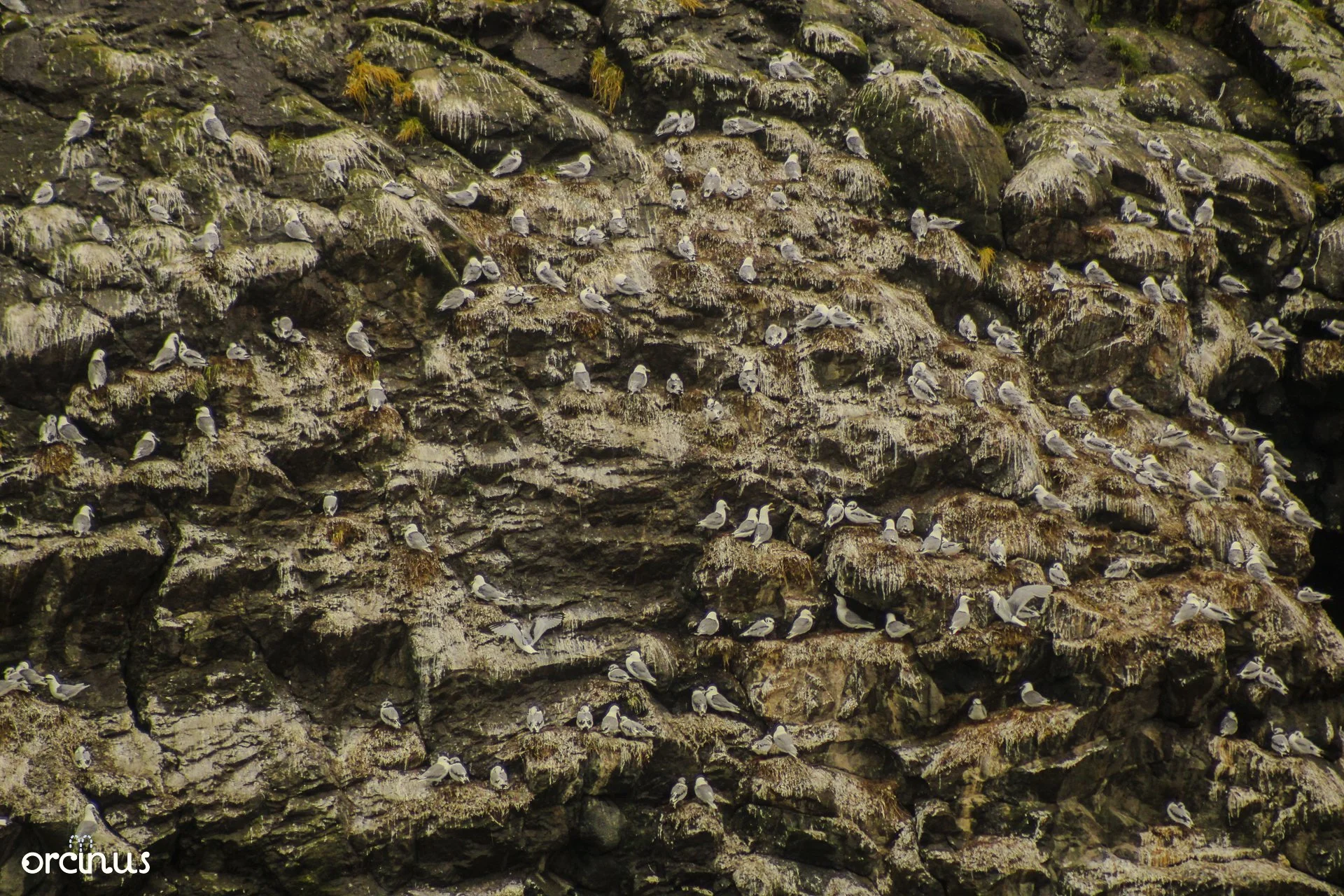  8.17.25 
 
kittiwake colony
 
kenai fjords ntl. park, ak