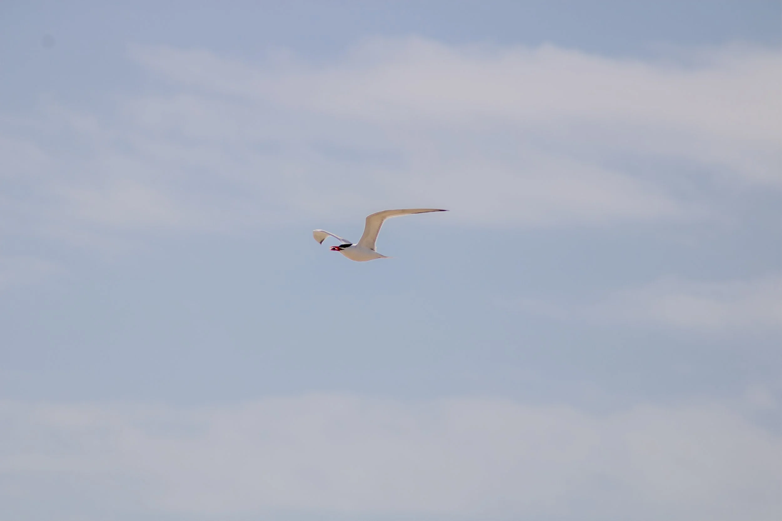 royal tern (with a snack!)