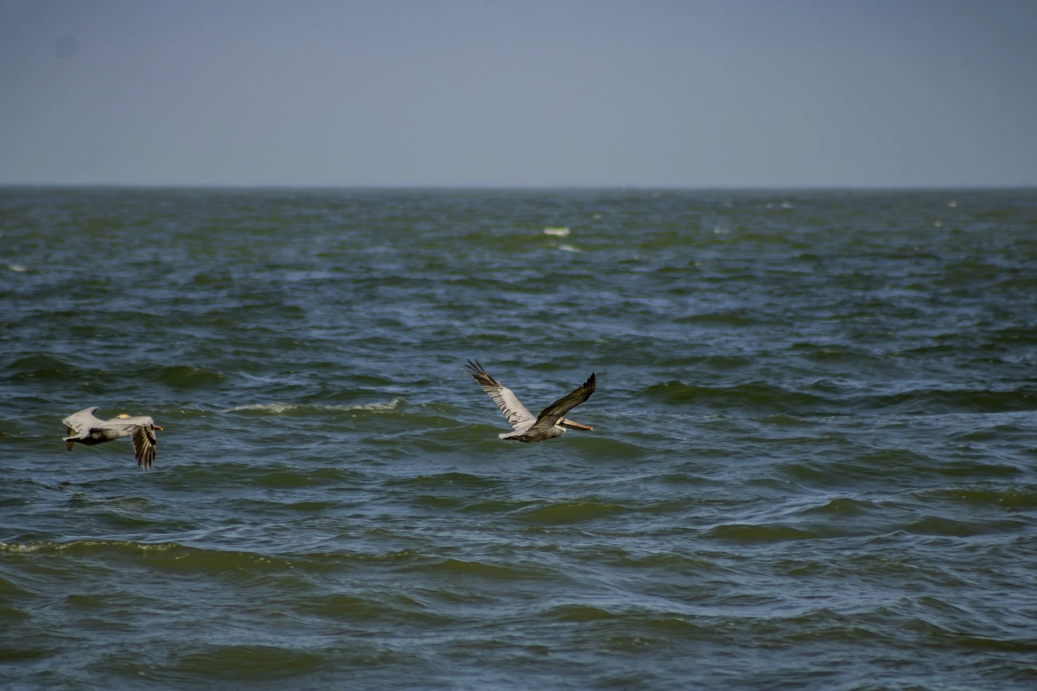 brown pelicans looking for lunch.