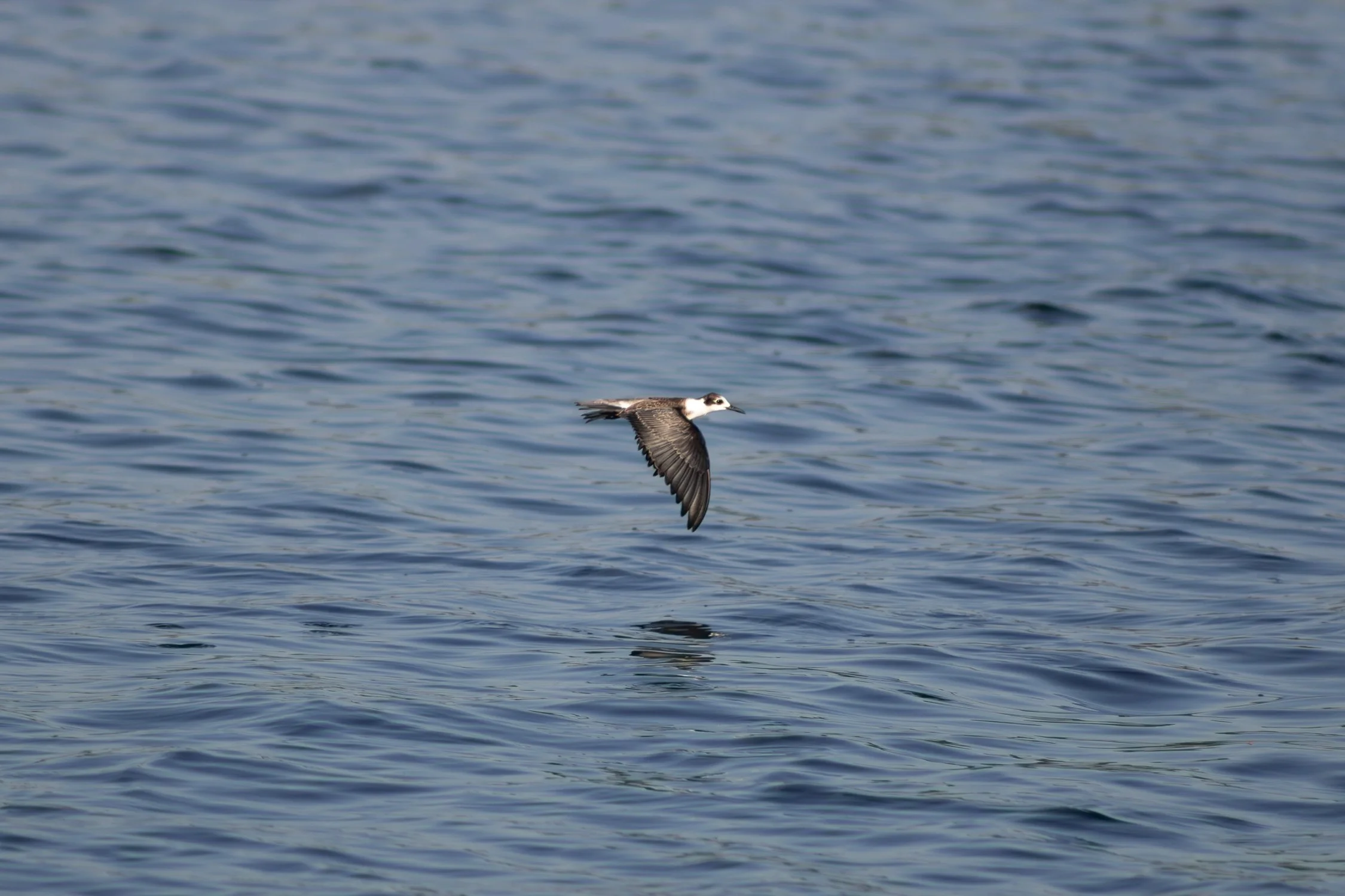 9.13.26
 
black tern