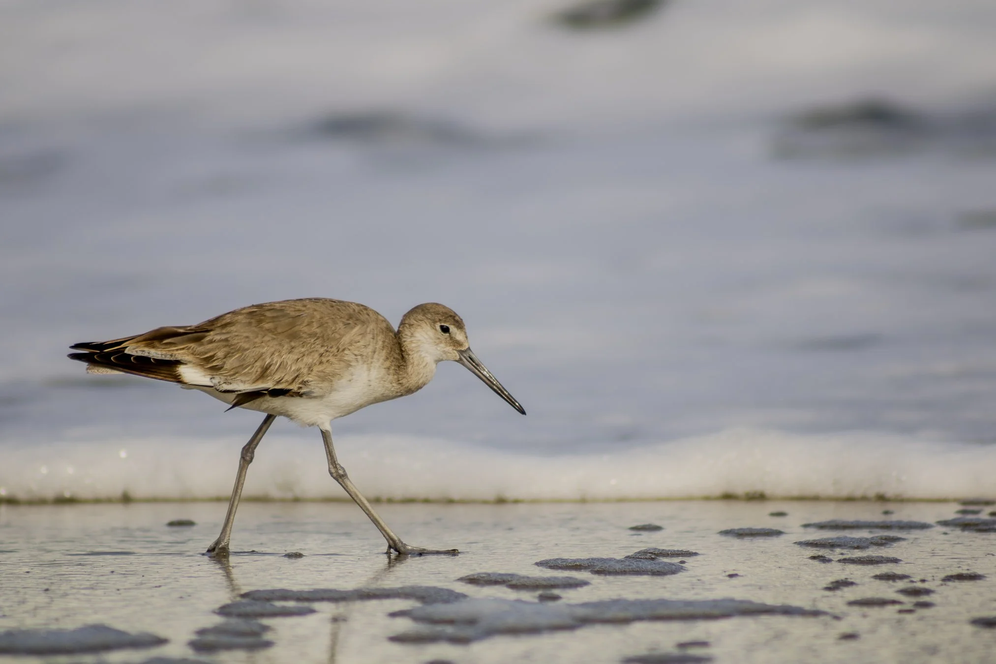 he let me get pretty close.