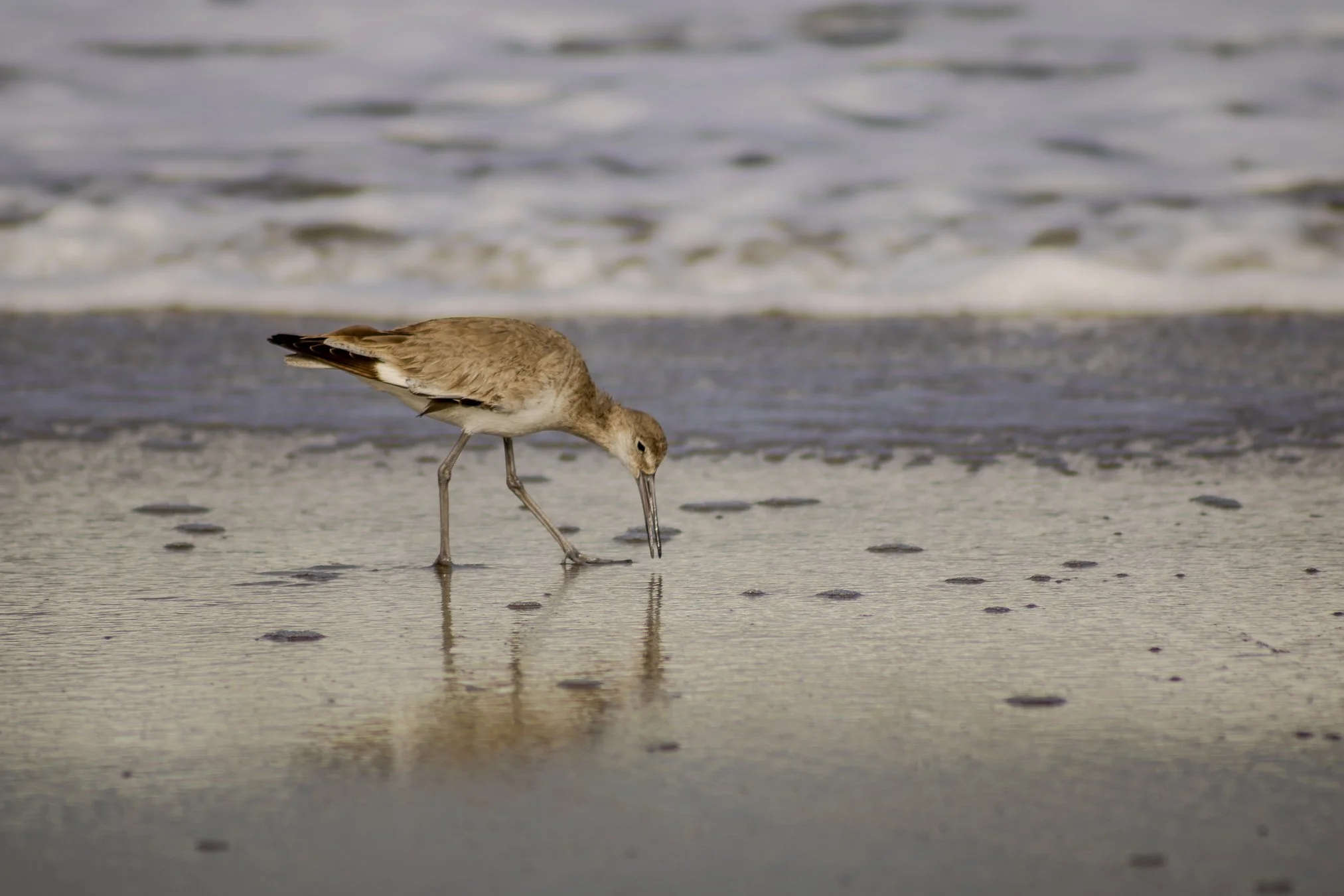 willet looking for a quick snack.